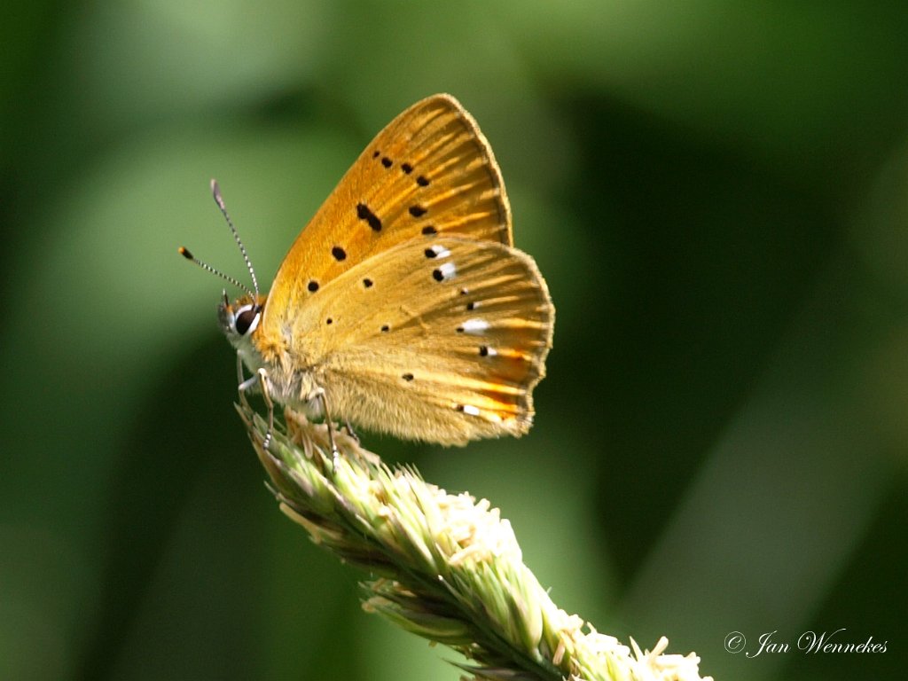 Morgenrood, Lycaena virgaureae.JPG